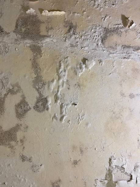 Best Post-Flood Mold Remediation in Sinking Spring, PA